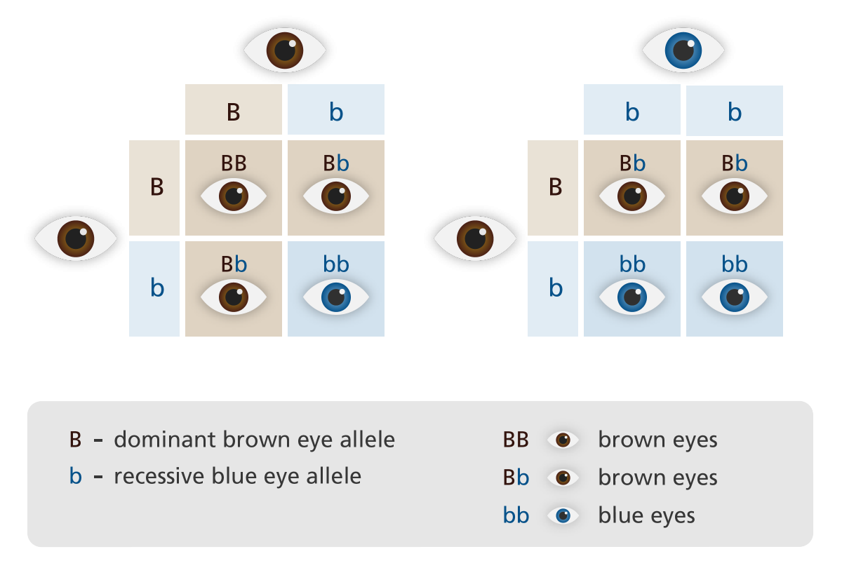 7. The Genetics of Blonde Hair and Blue Eyes: What Determines These Traits? - wide 7
